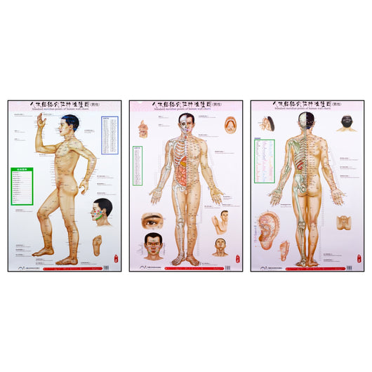 Standard Meridian Points of a Human - Wall Charts (3 Piece Set) - 39