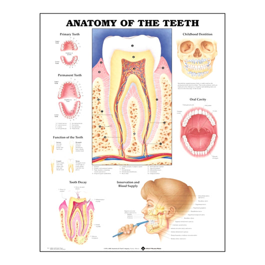 Anatomy Of The Teeth Laminated Anatomical Chart 牙齿挂图