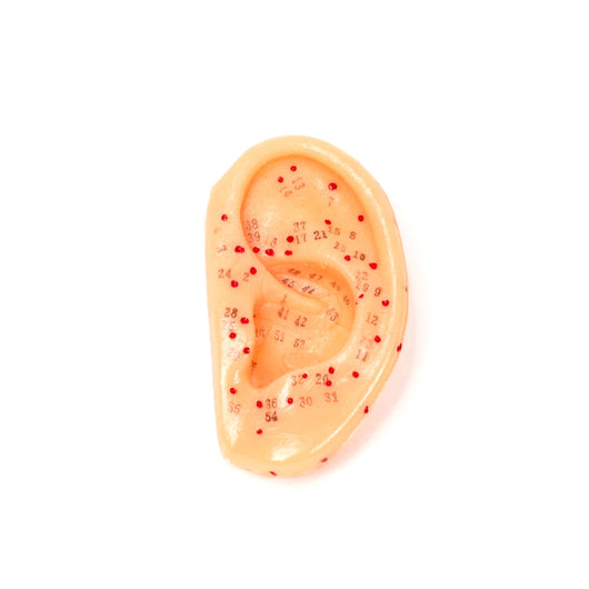 Acupuncture Ear Model (3