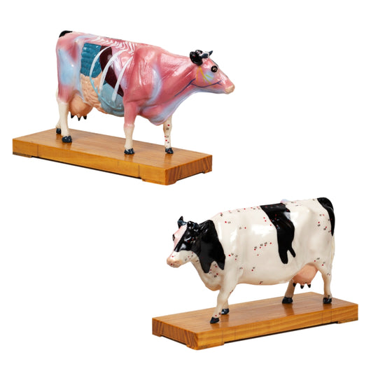 Animal Model - Cow (EN) 牛模型